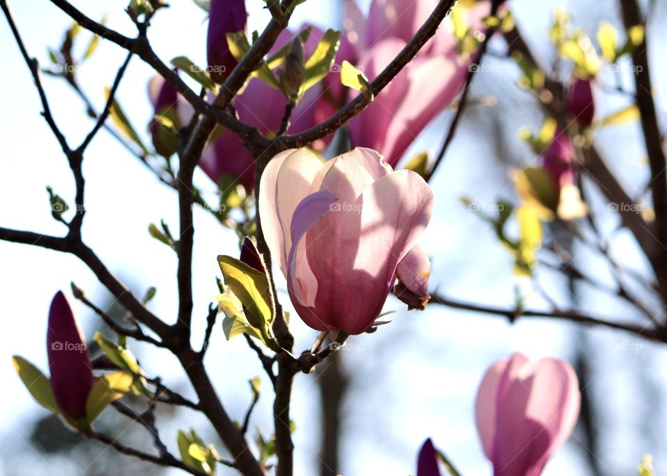 Pink flowering tree