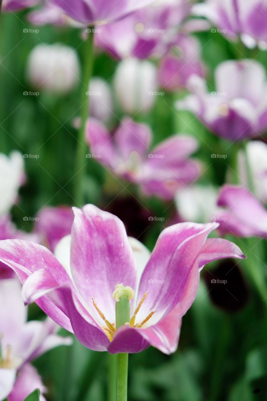 Close up of magenta flower with blurred background