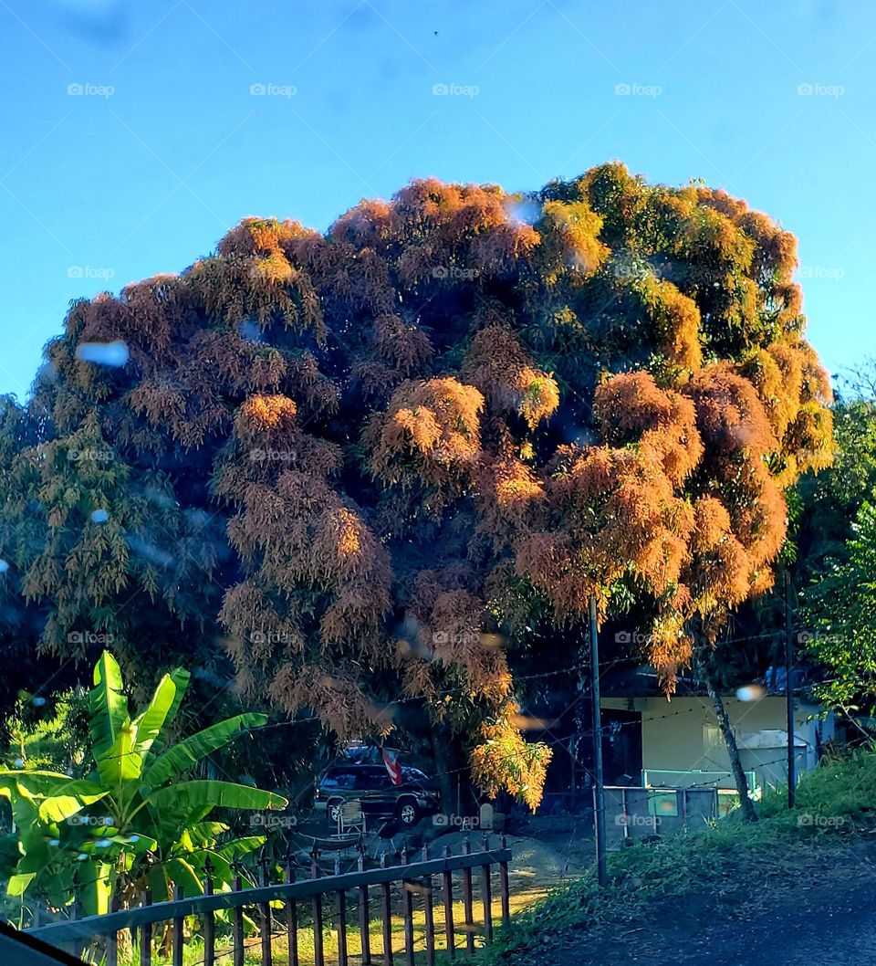 Mango tree fully flowered