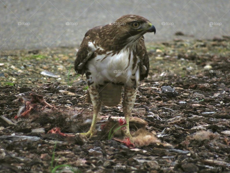 Red Tailed Hawk eating a Rabbit