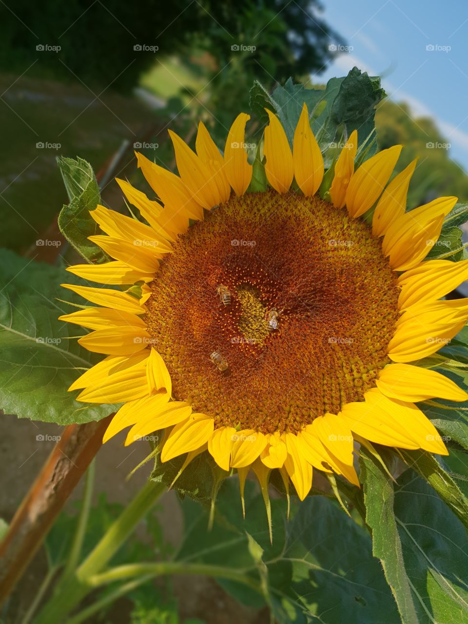 sunflower in my garden