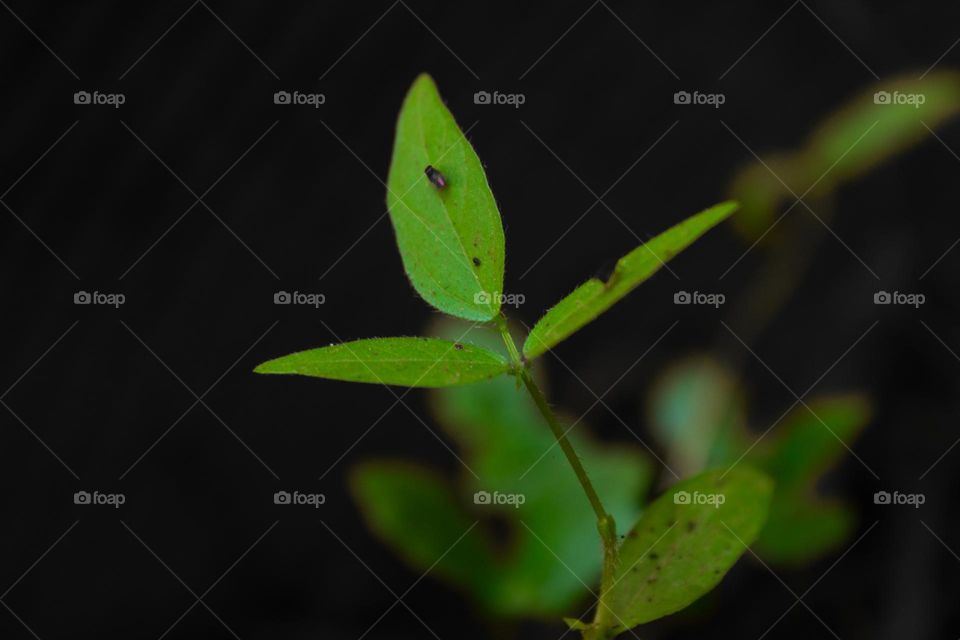 A green plant against a black background