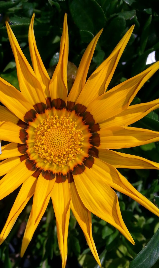 Sunshine