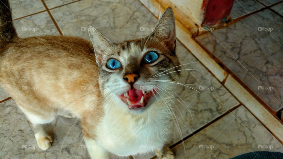 O gato. Boca aberta, miando, mostrando os dentes, presas e o longo bigode.