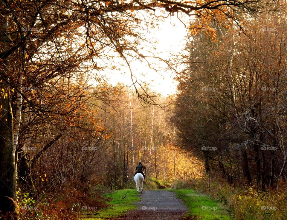 magical forest in Marchiennes North of France