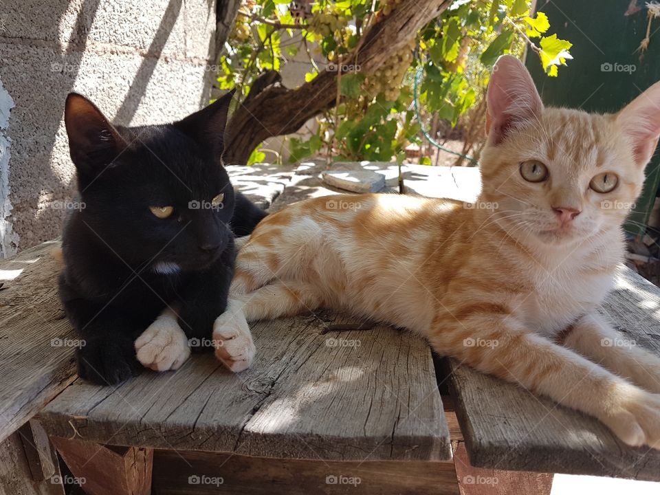cat Orange y TizóN