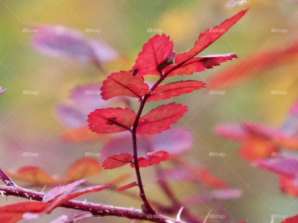 Autumn colors