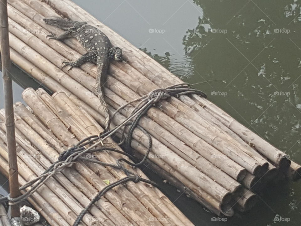 Iguana on bamboo in Bangkok