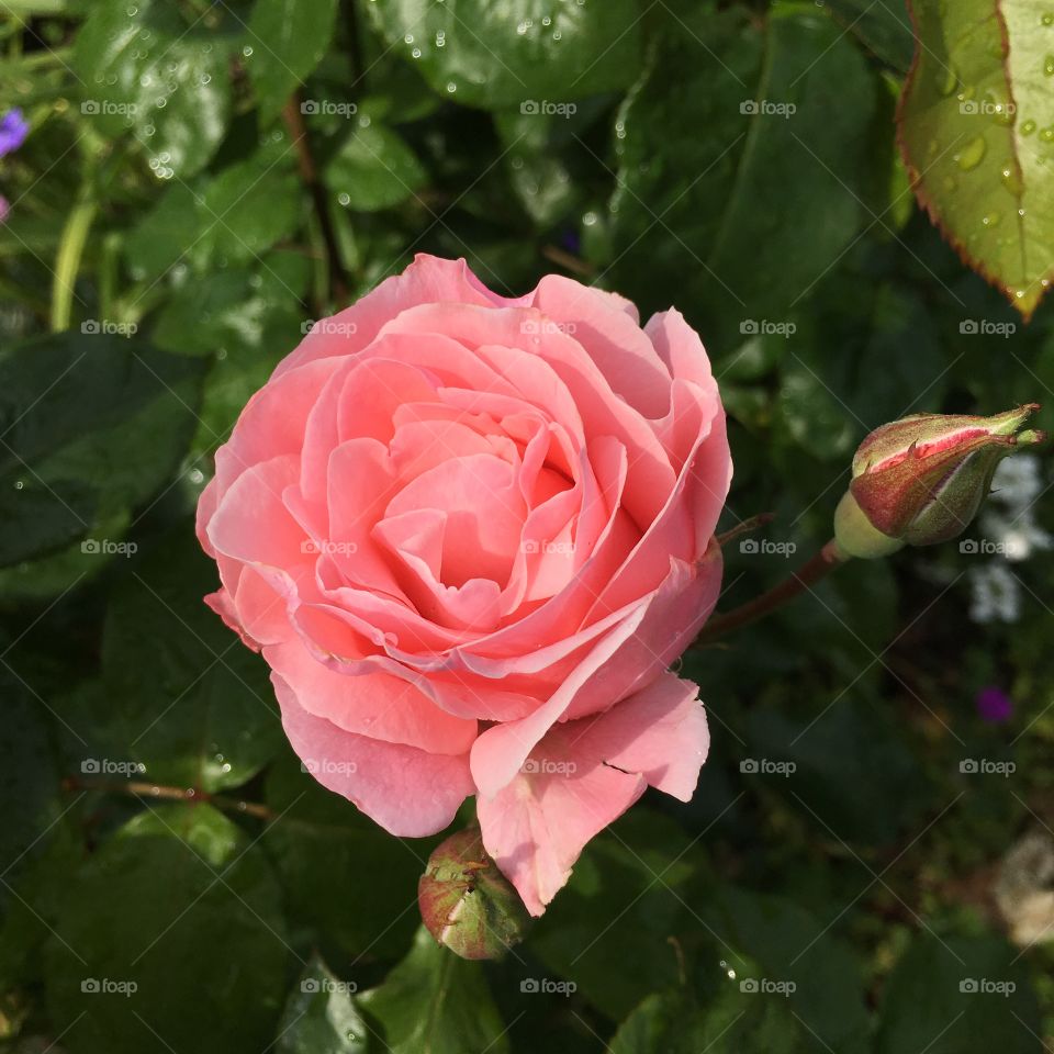 Pink rose