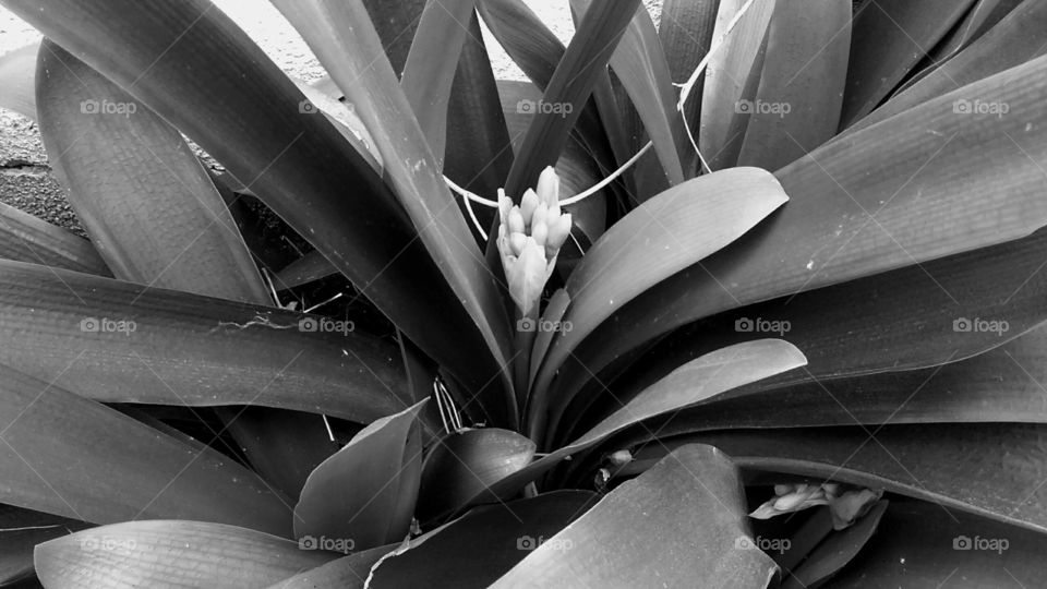 Dracena approaching blooms