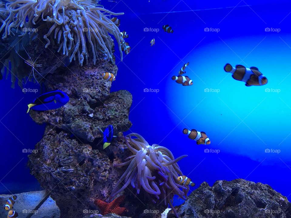 -Found Nemo- A shot from an aquarium I visited in Spain