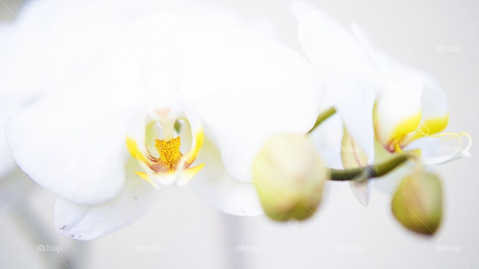 White Orchid Flower
