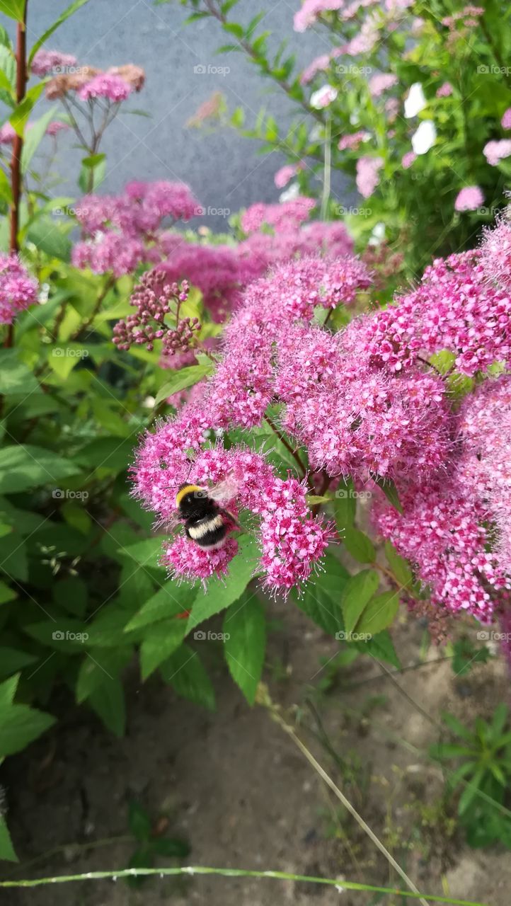 Flowers with bee
