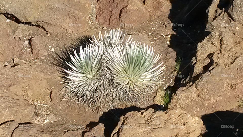 Silversword plant in Hawaiian volcano