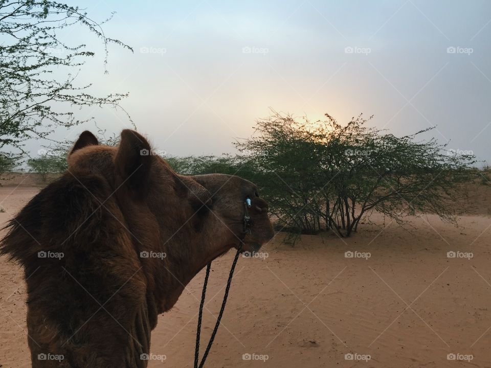 Camel in the desert
