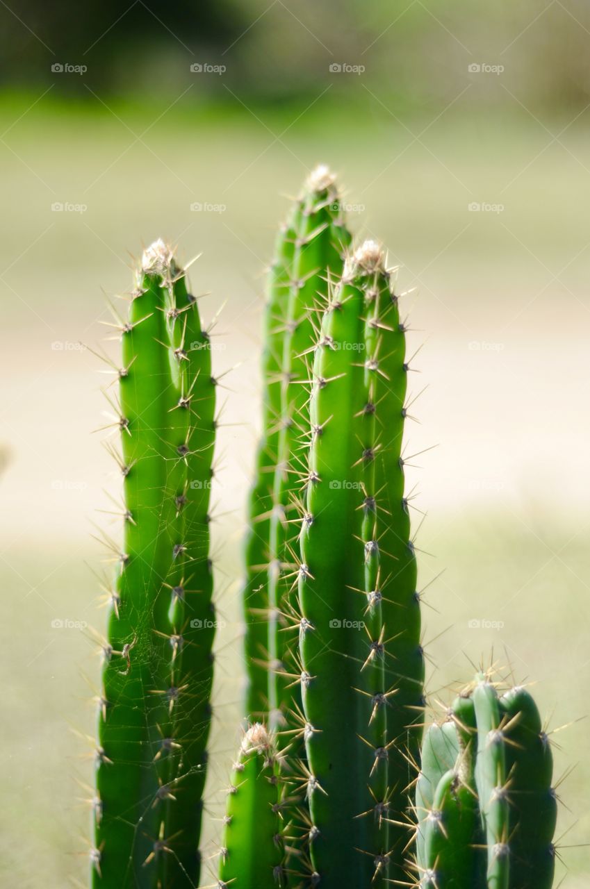 portrait of a plant