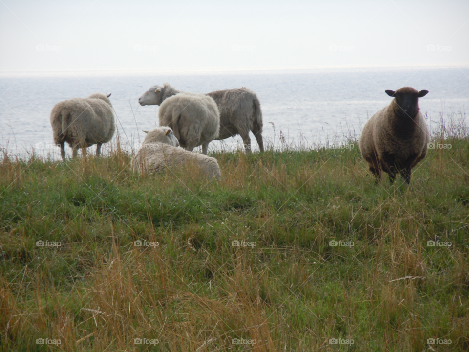sheep får ystad by MagnusPm