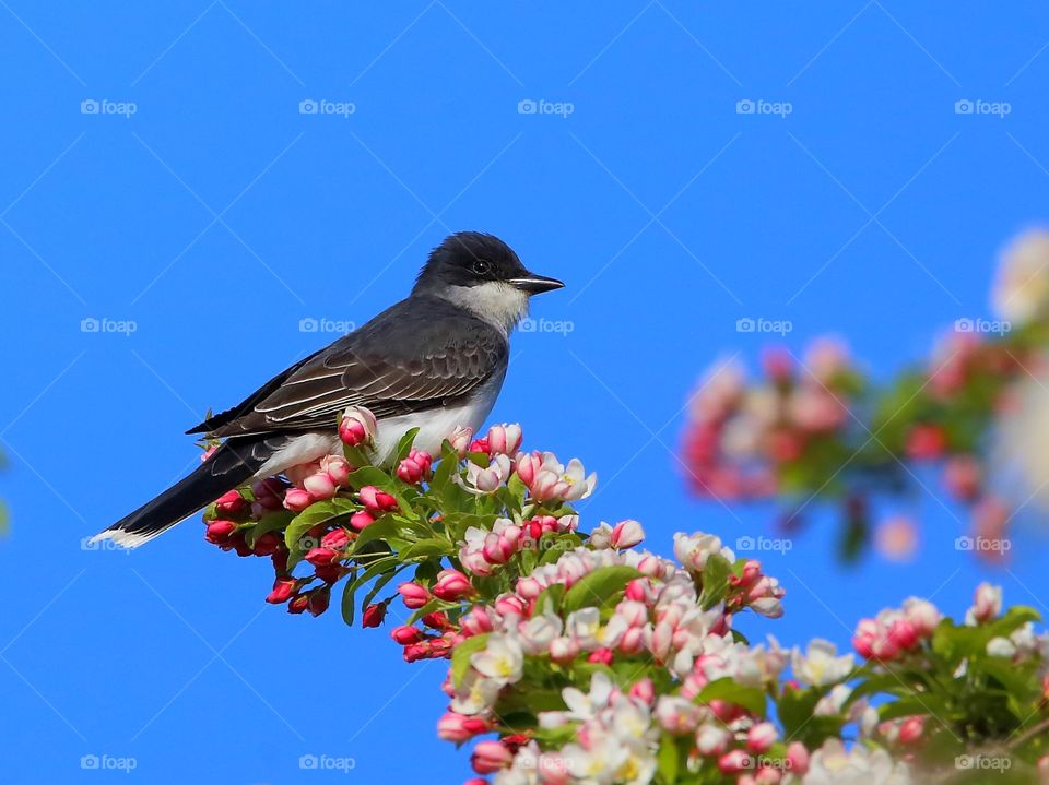 eastern  kingbird