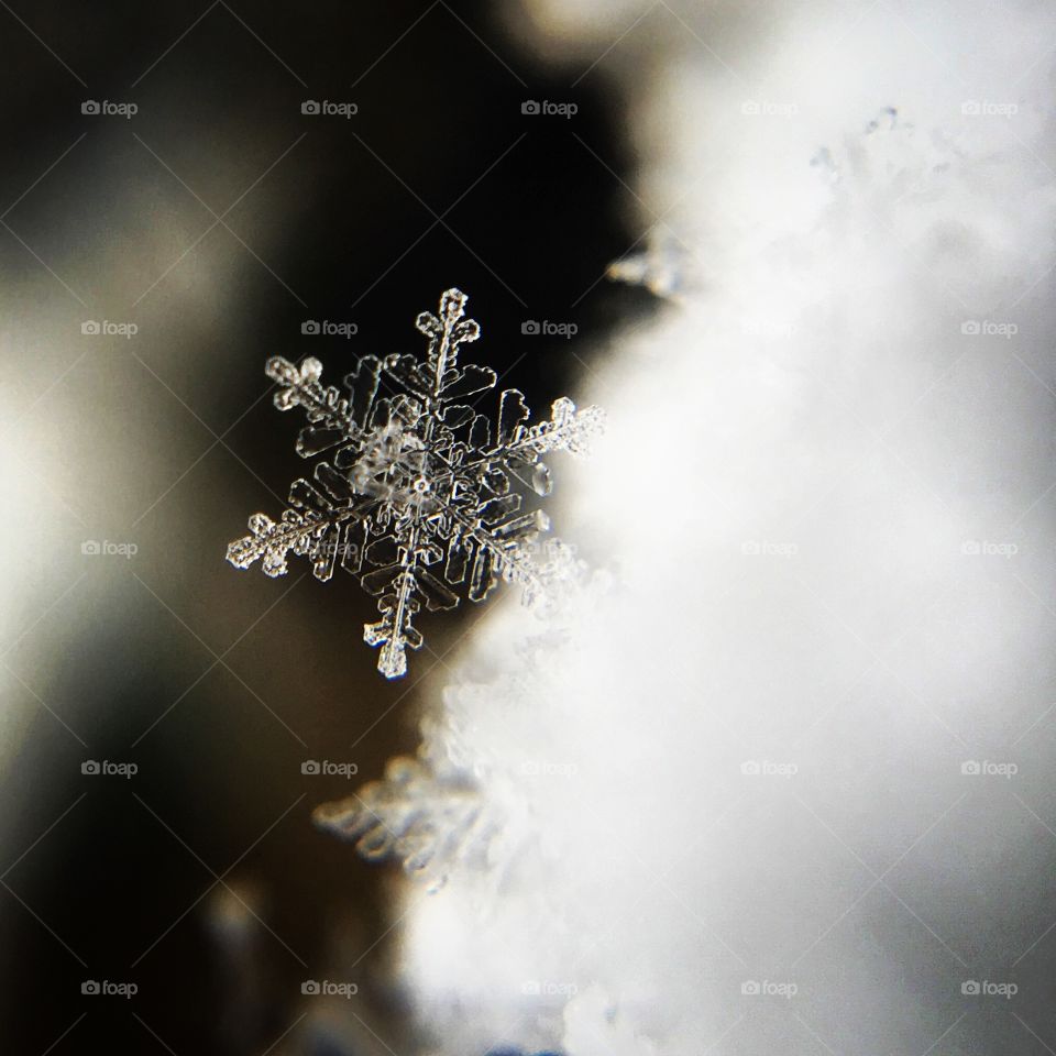 Beautiful macro shot showing the intricate details of a freshly fallen snowflake 