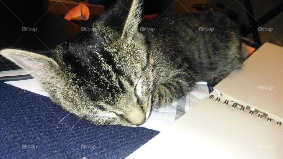 My cat named Dog when he was only a few months old, had to slide him off the sketch book. You can't see it here but he only has half of his tail, he was born with a short curly tail.