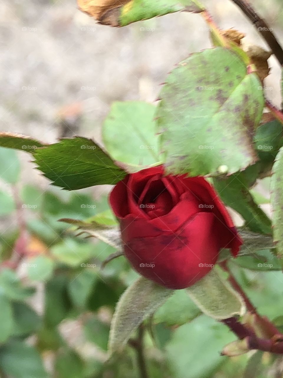First rose of spring