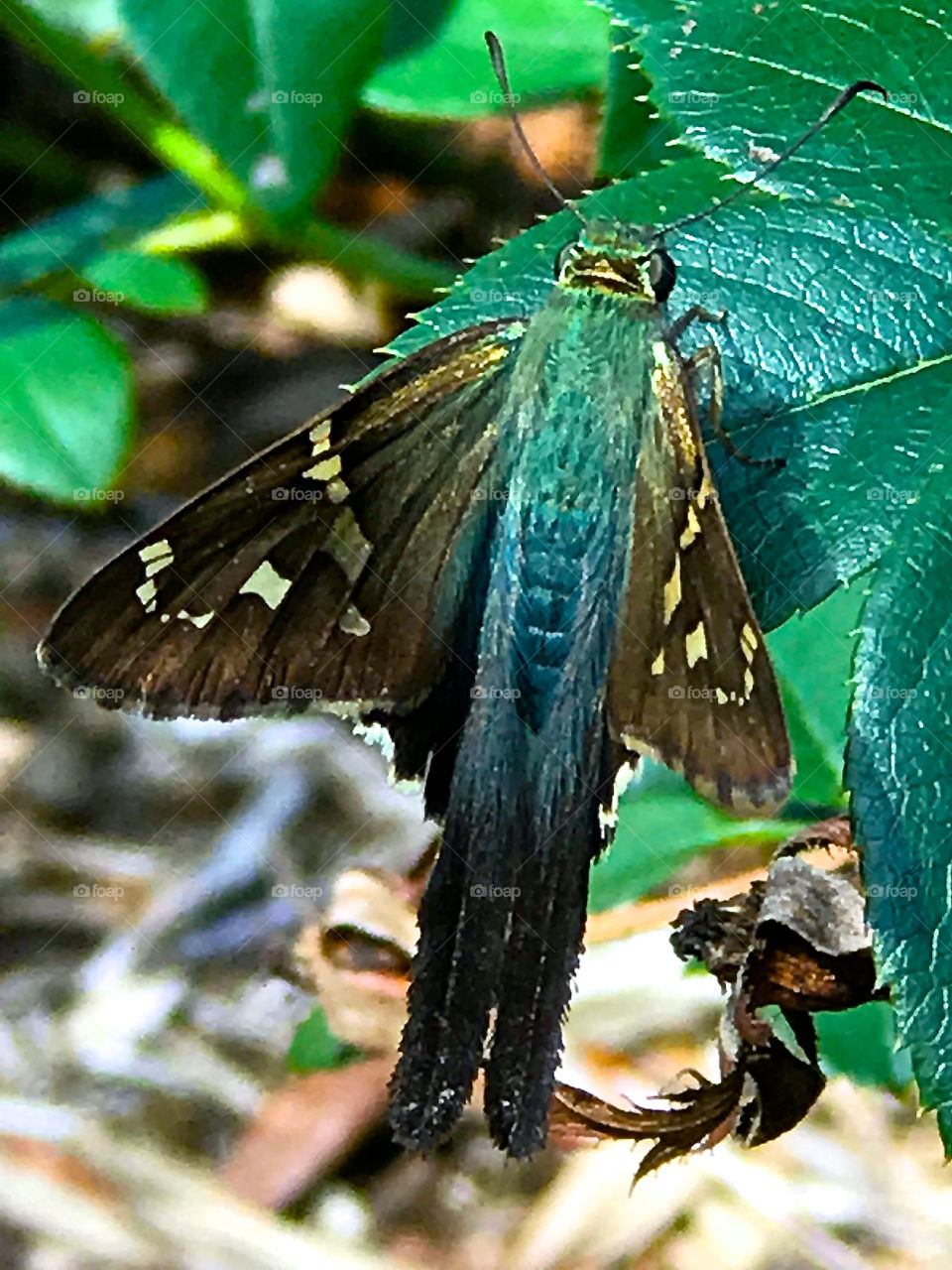 Strange butterfly/dragonfly insect