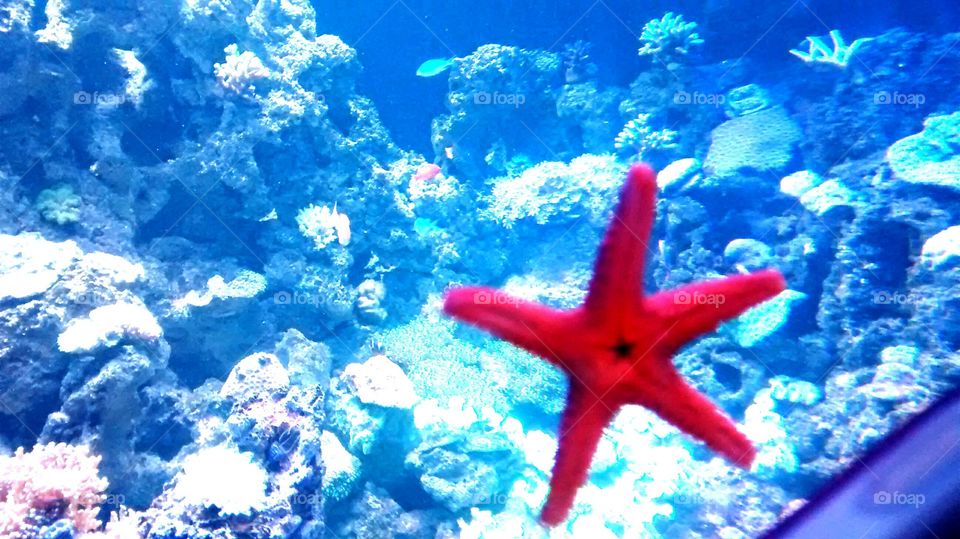 Underwater, Starfish, Coral, Sea, Ocean