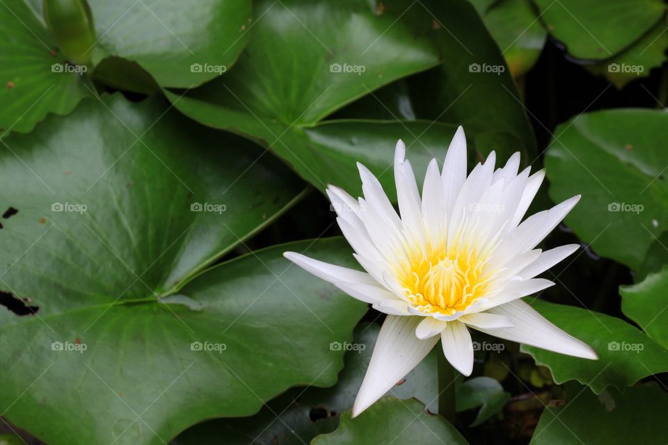 Lotus white 