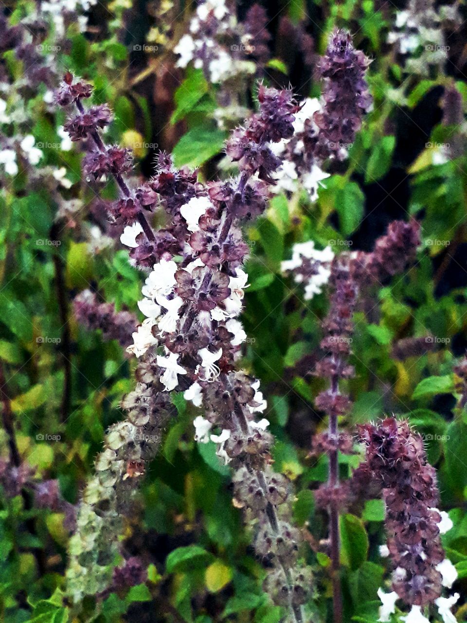 wild basil