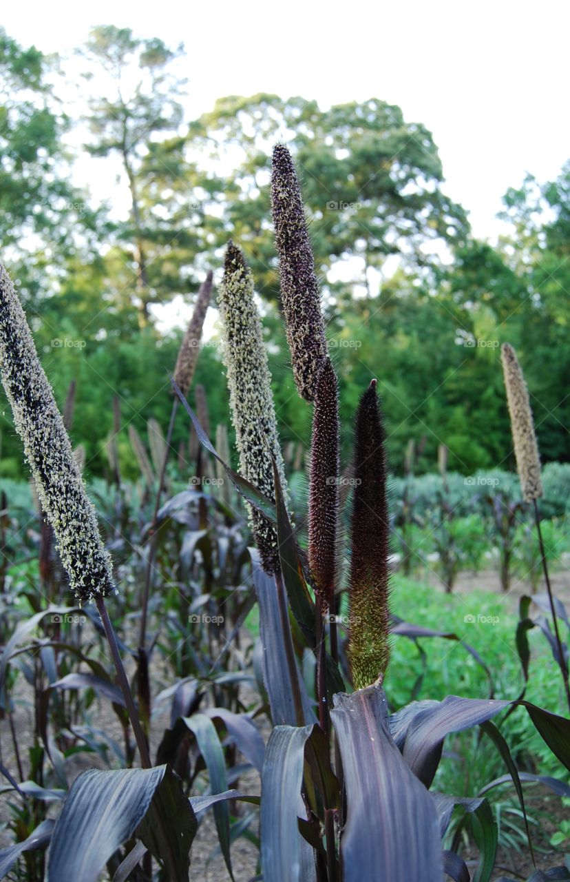 Seed pods on landscape