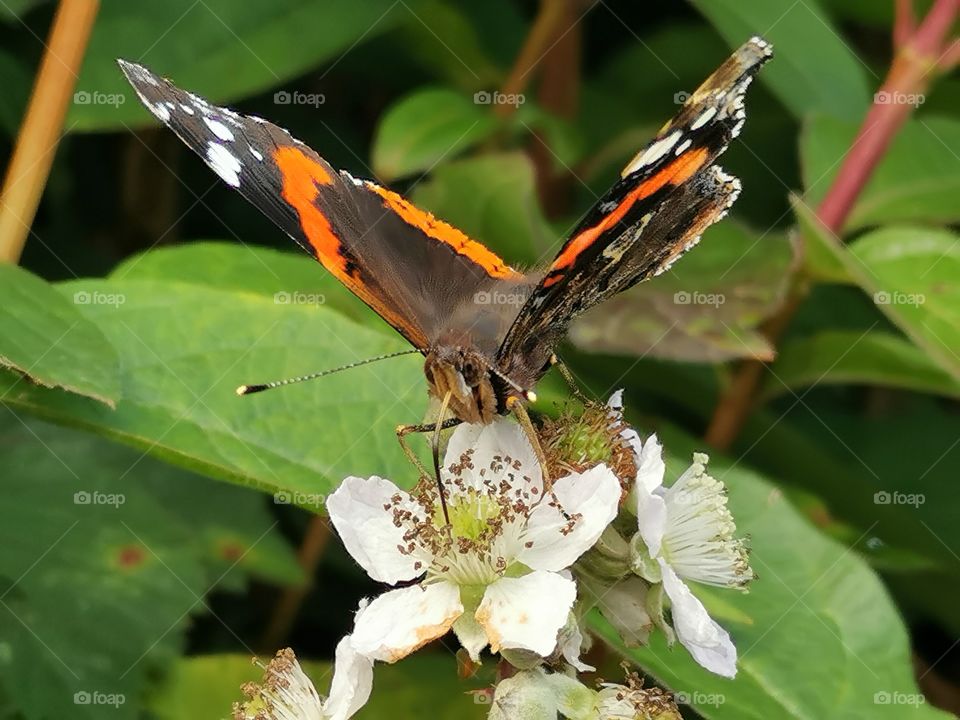 Admiral Falter auf Brombeerblüte