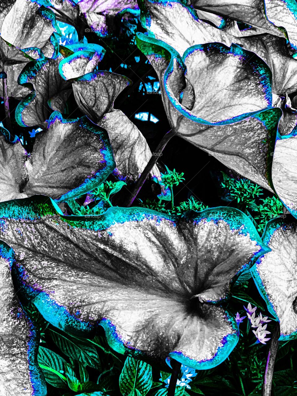Filtered unique close up plant leaves with grays and turquoise accents 