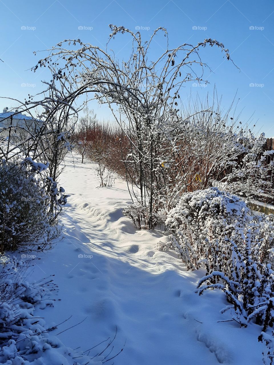 winter garden after snowfall  - rose arch with fresh snow sunshine and blue shadows