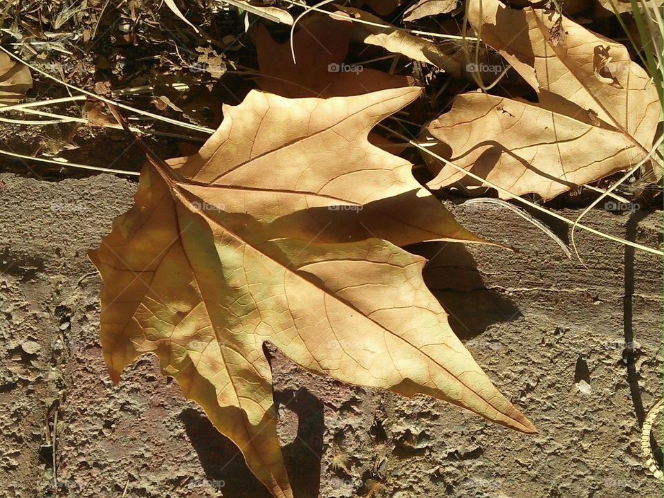 Died leaf