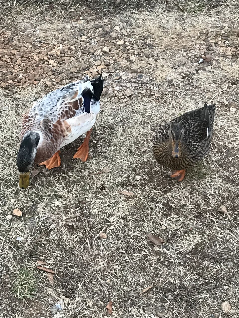 Two Ducks 