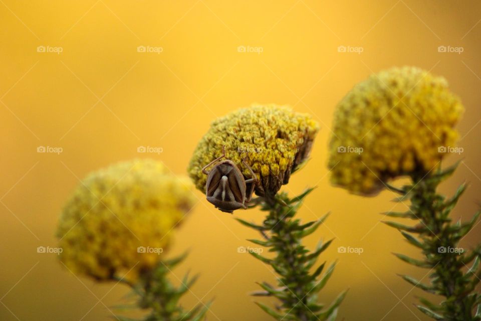 Close up photo of a bug on a yellow flower