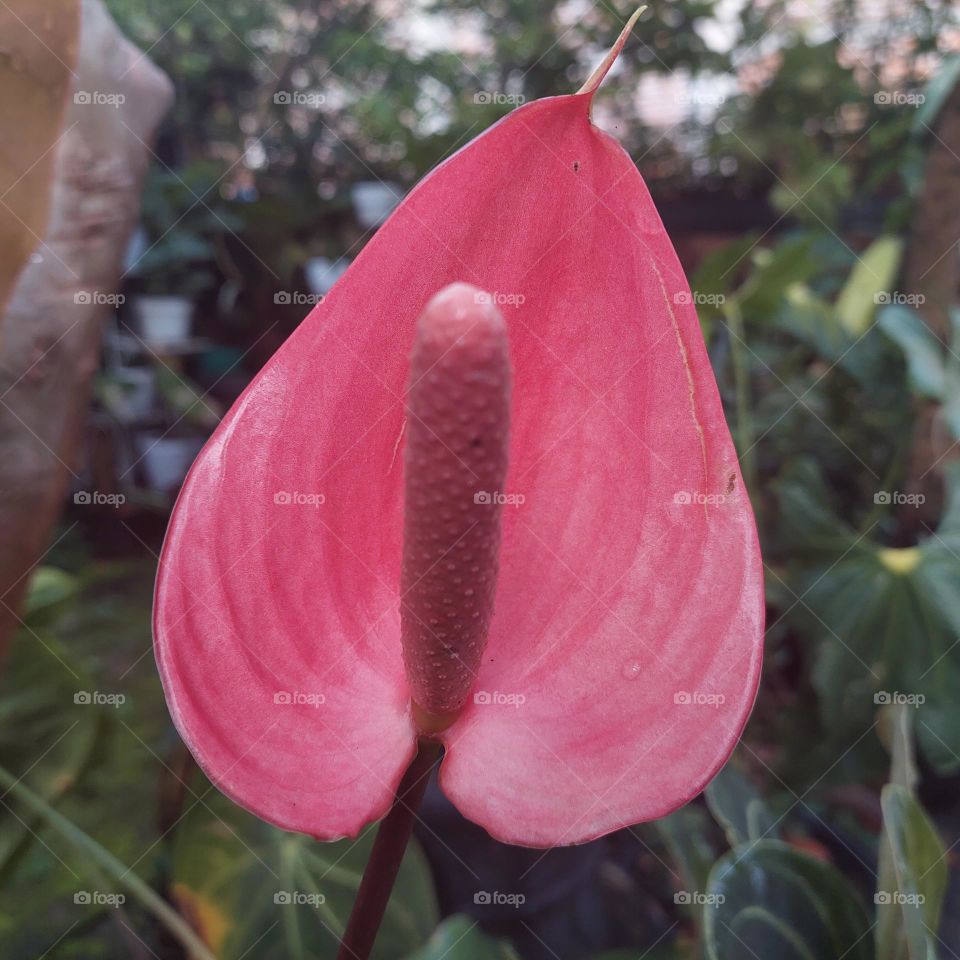 Peace lily (Spathiphyllum wallisii) is a species of ornamental flowering plant that comes from the Araceae family