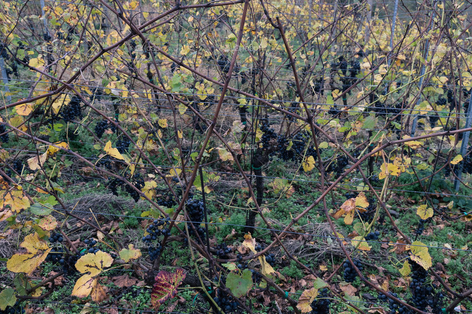 Blue vines waiting for frost to make icevine