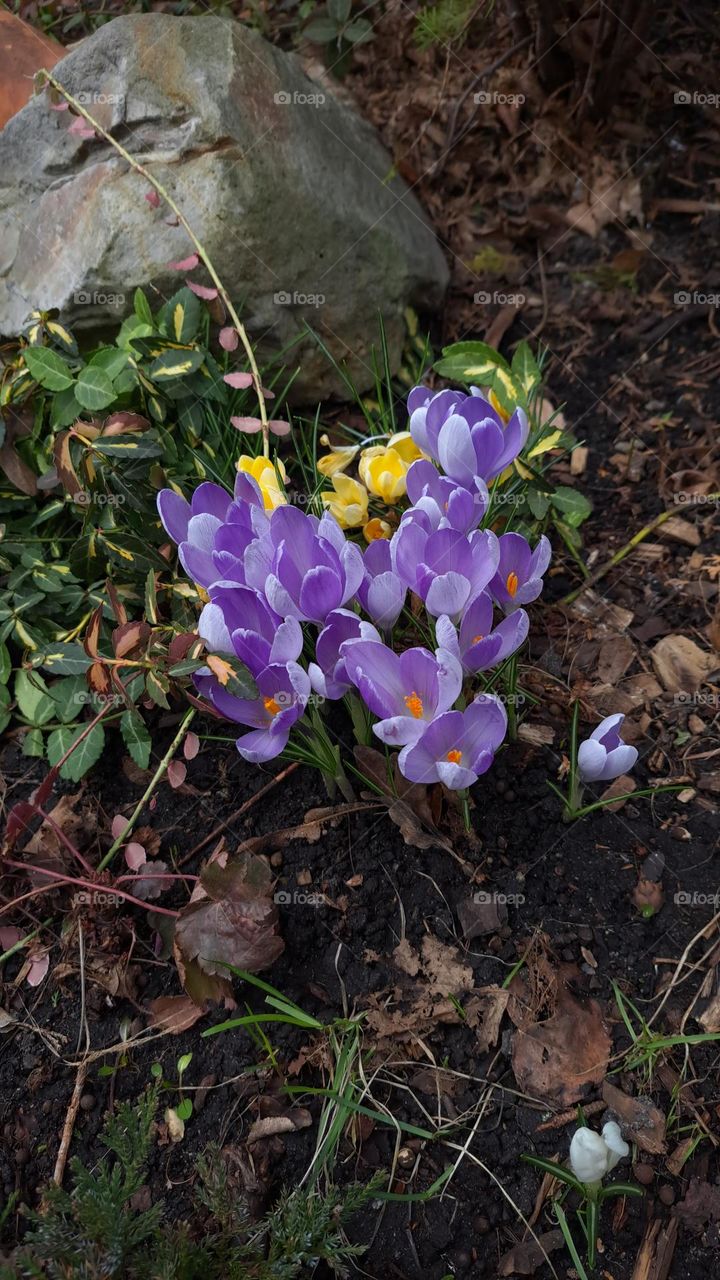 flowers