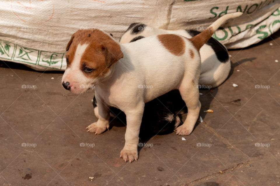 So adorable cute little puppy