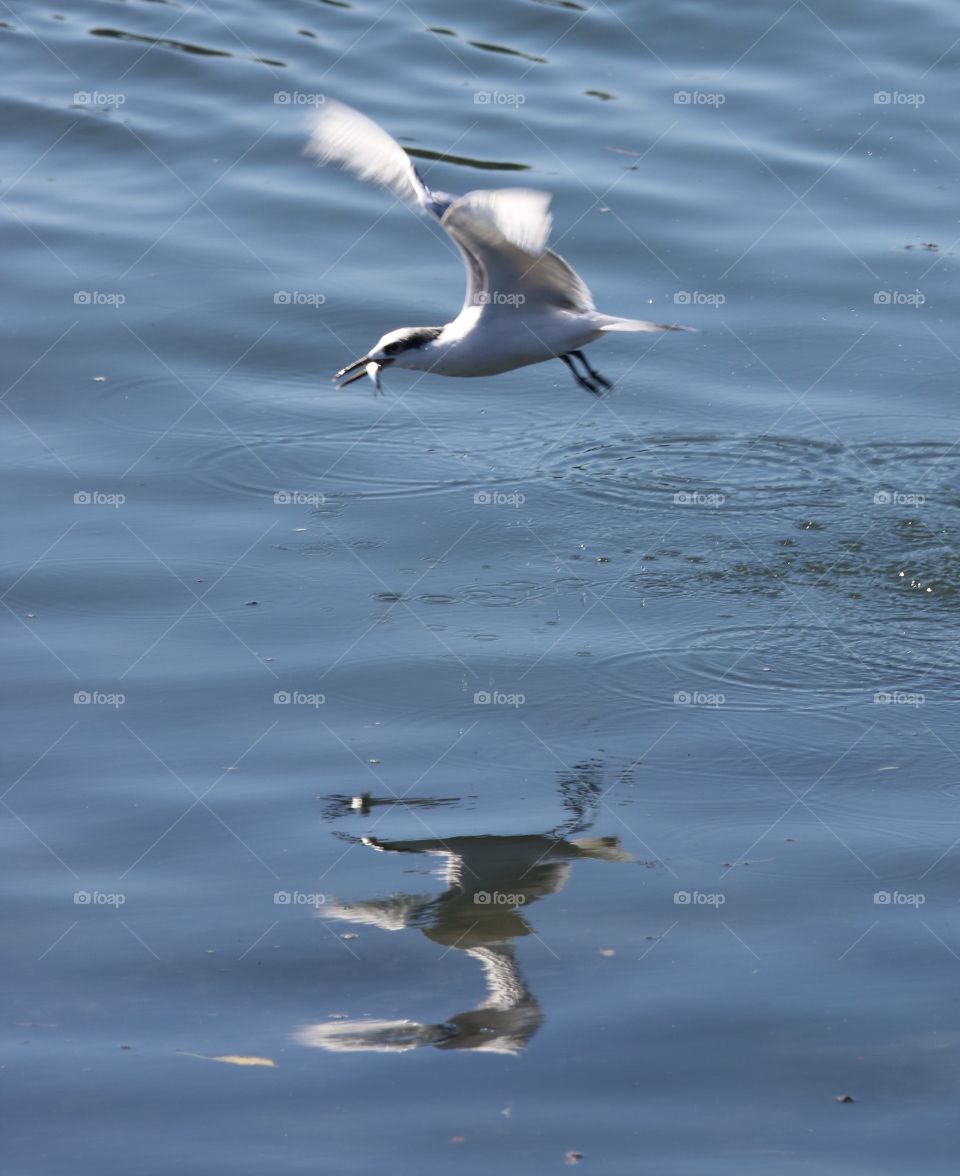 seagull with fish 