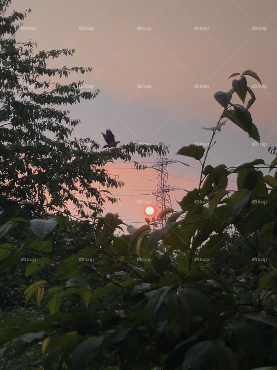 Beautiful action shot of a bird with a beautiful sunset in the background perfect photo 🌅