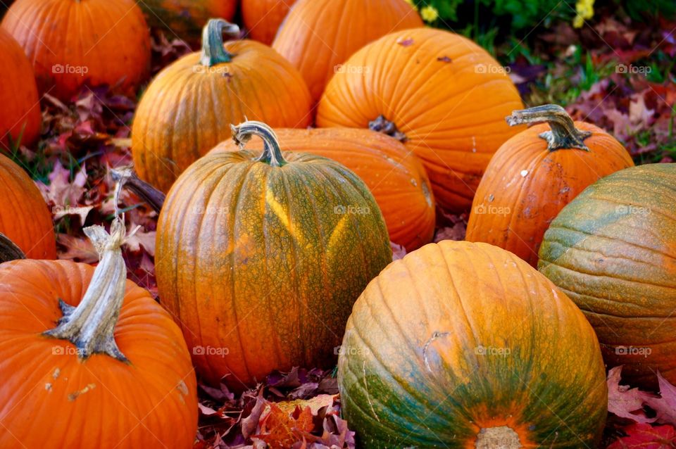 Pumpkins 