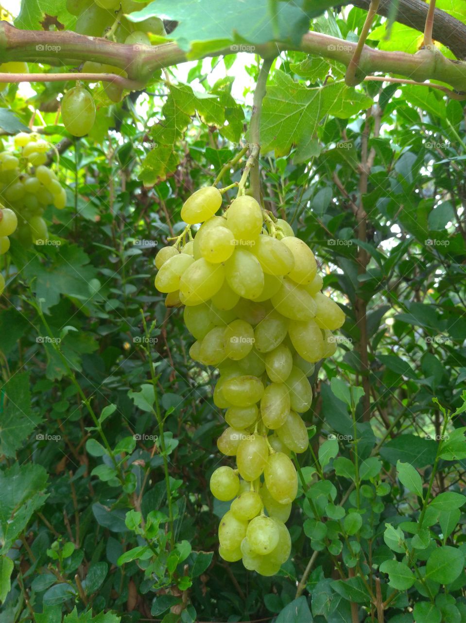 Racimo de uva blanca madurando