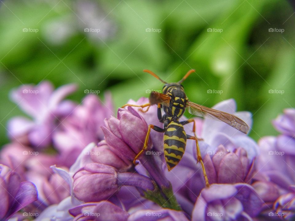 Elevated view of wasp on flower