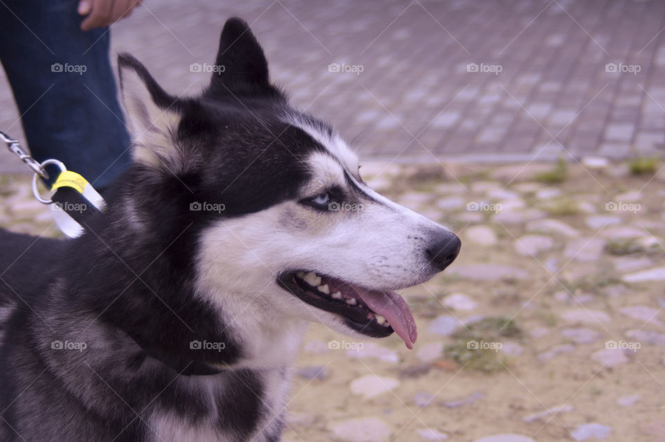 Husky dog