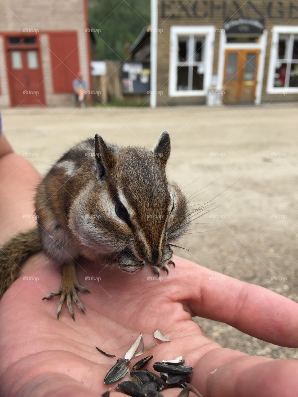 Chipmunk cheeks. Hand feeding the local vermin - very entertaining tourist trap