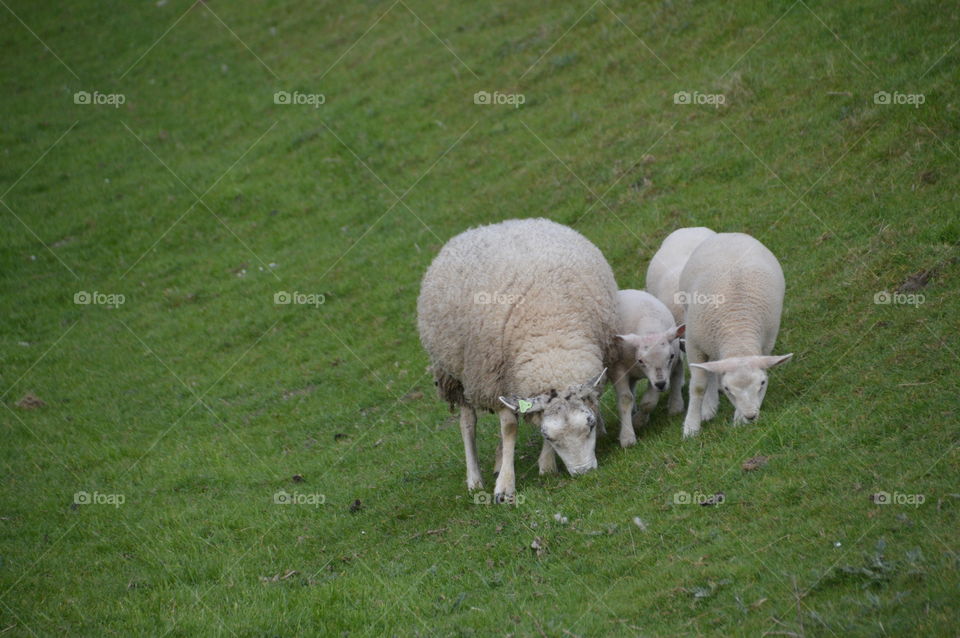 Mother Sheep And Lambs