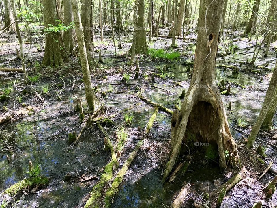 Spring in the Great Dismal Swamp