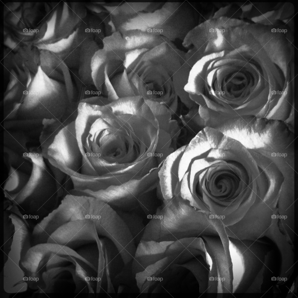 flowers roses peru monochrome by MegTStewart